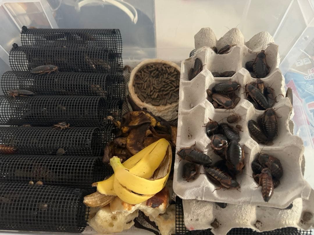 冷凍デュビア　成虫　1000g