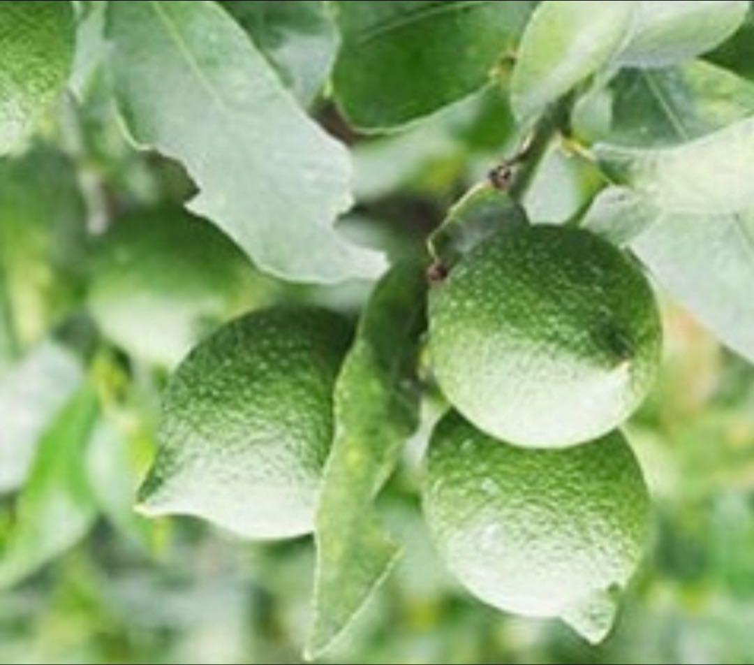 国産瀬戸田レモン......10kg