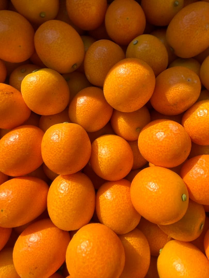 宮崎県産　ロジ金柑　箱込10キロ　2Lサイズ　d