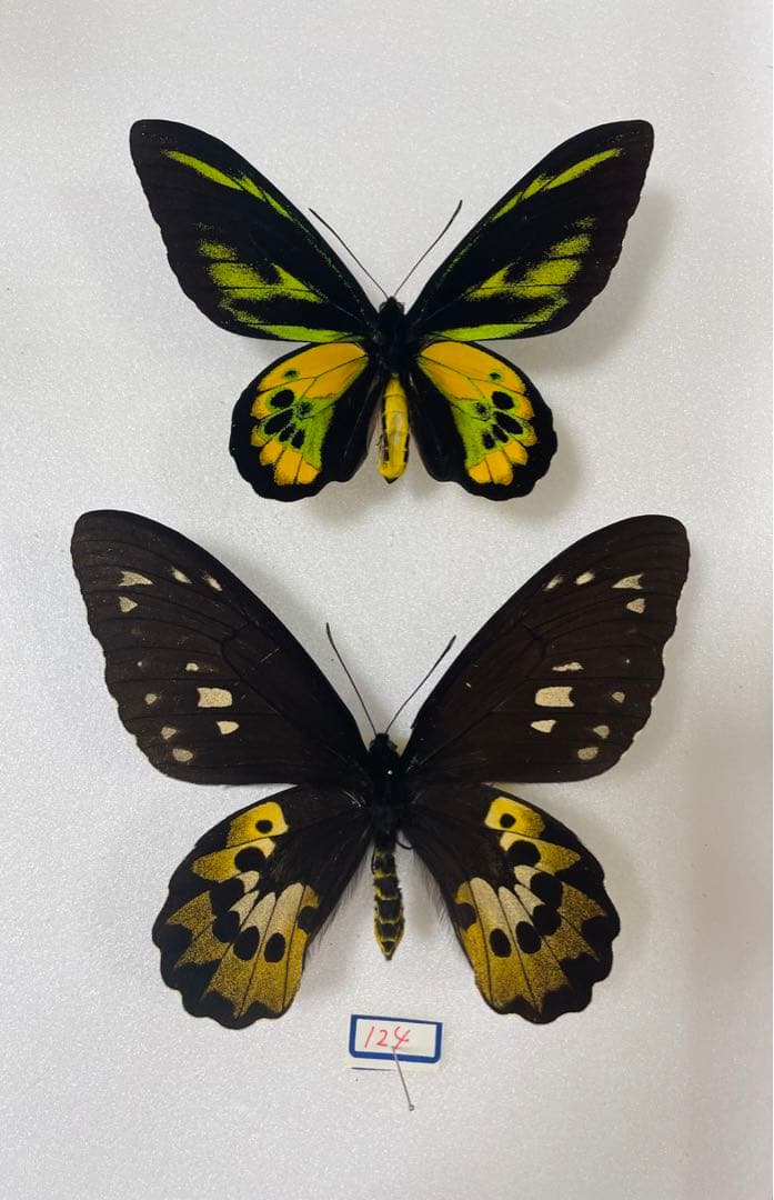 【1ペア】ロスチャイルドトリバネアゲハ（西イリアン産）