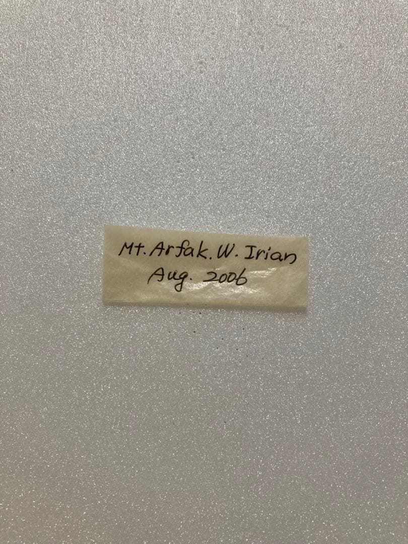 【1ペア】ロスチャイルドトリバネアゲハ（西イリアン産）