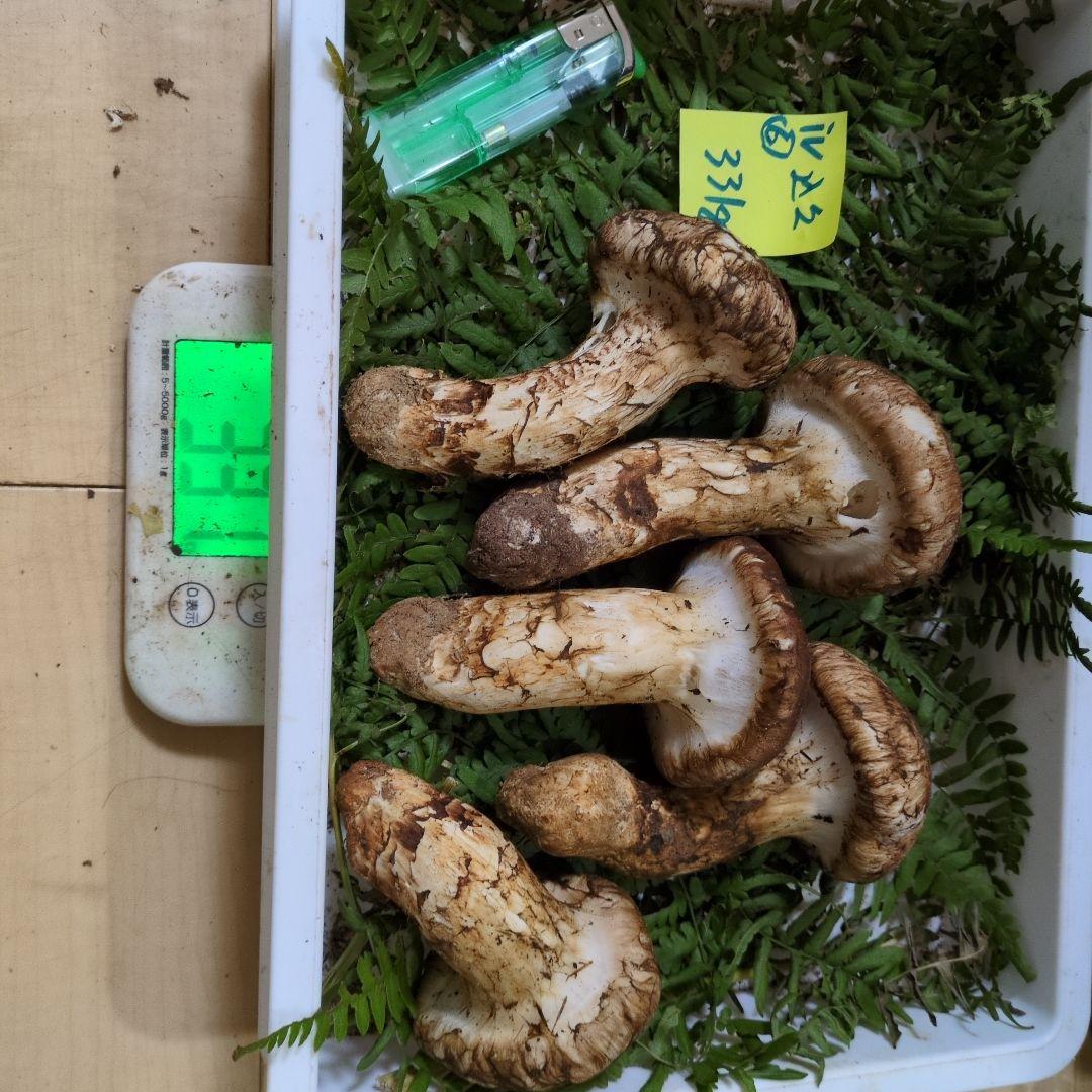 和歌山松茸　新鮮朝市　込み込み　331㌘