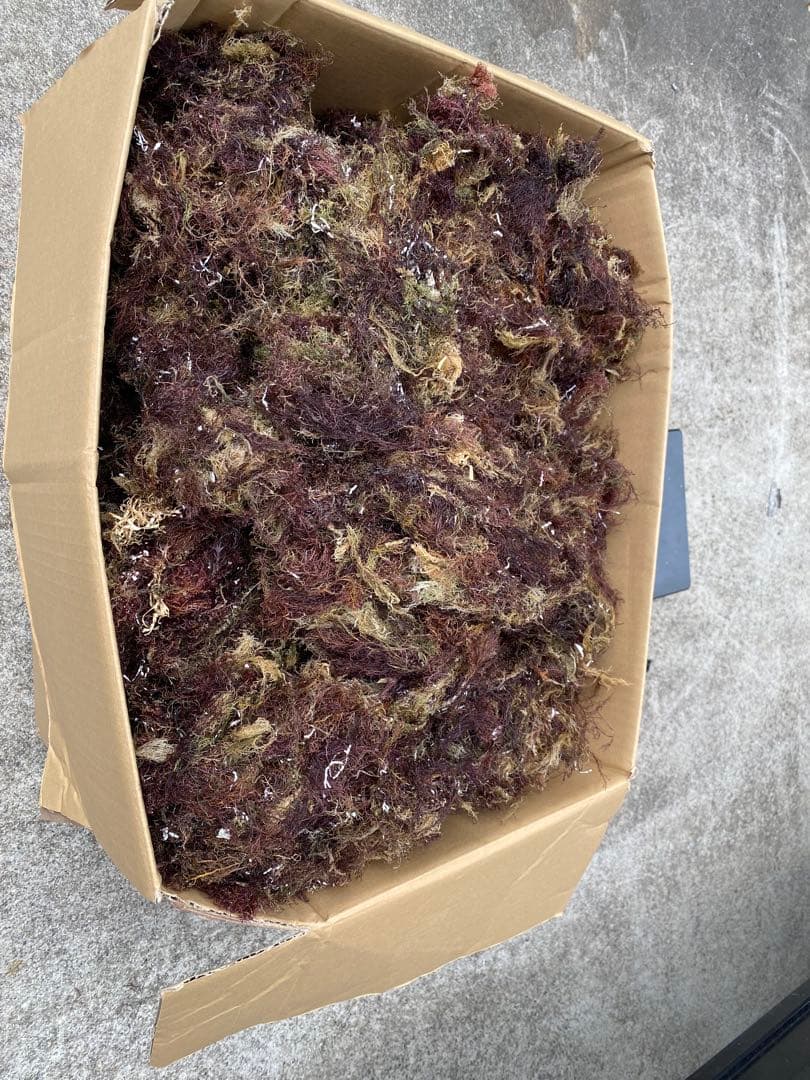 南房総産　天草　訳あり　8キロ