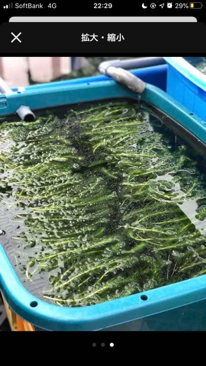 アナカリス オオカナダモ　1000本