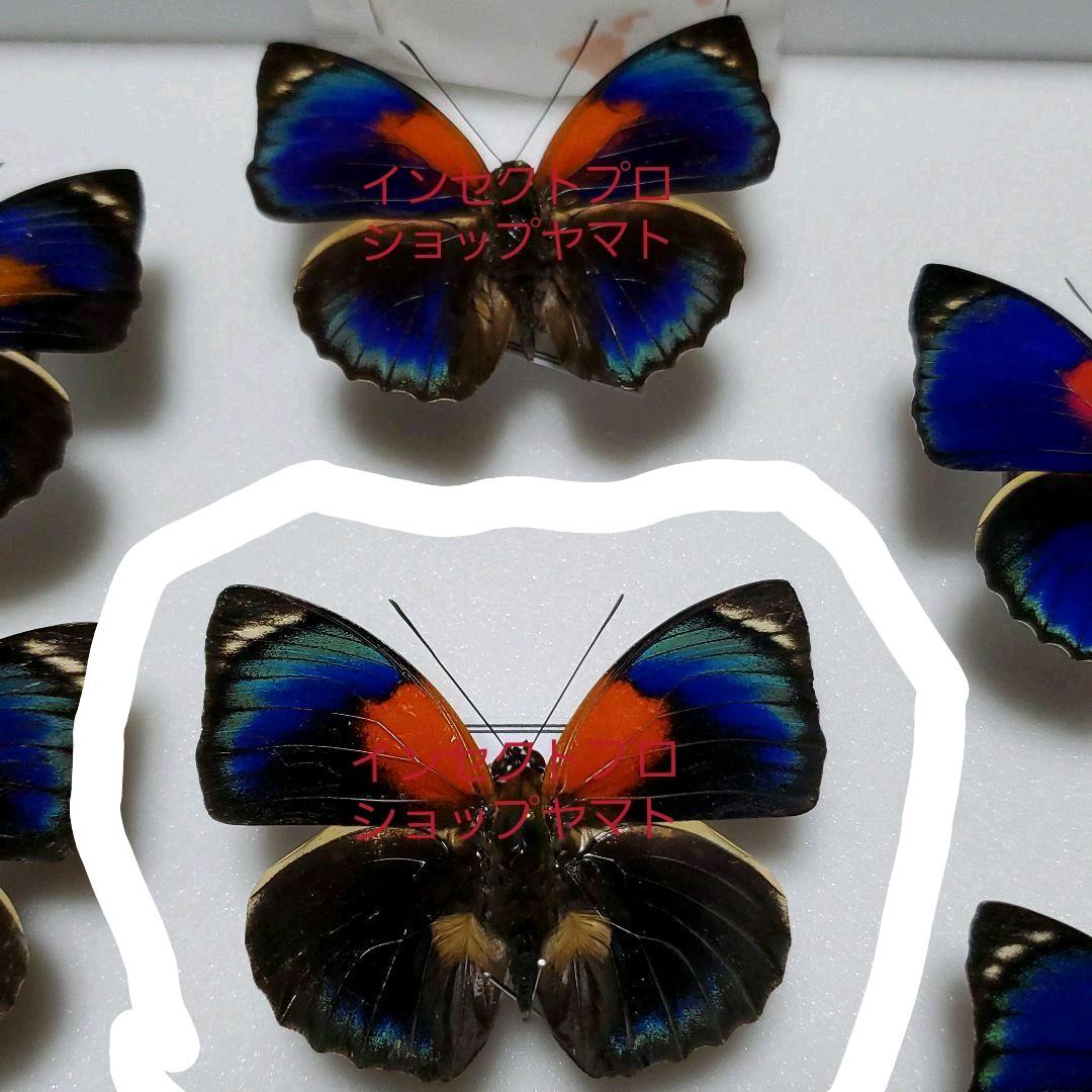 特別価格　コレクションシリーズ-アグリアス　ファルキドン　ルムルティー02