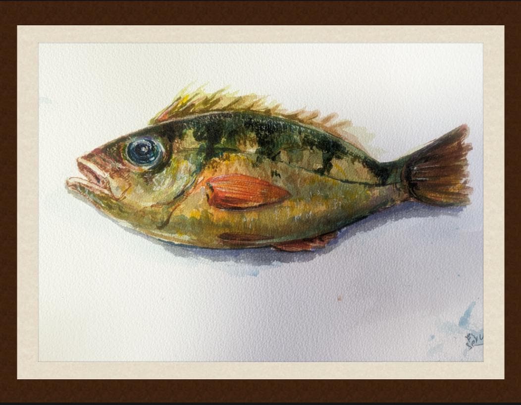 めばる, 水彩, 描かれた, 魚