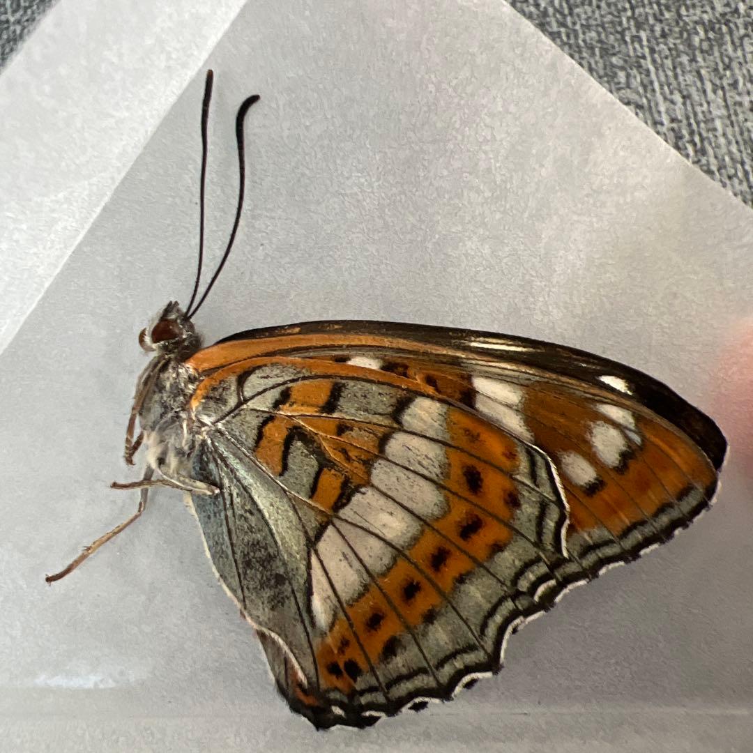 オオイチモンジ　モンゴル産10頭セット