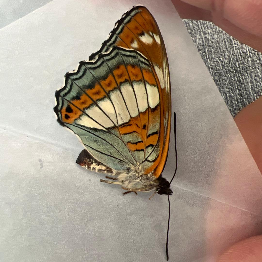 オオイチモンジ　モンゴル産10頭セット