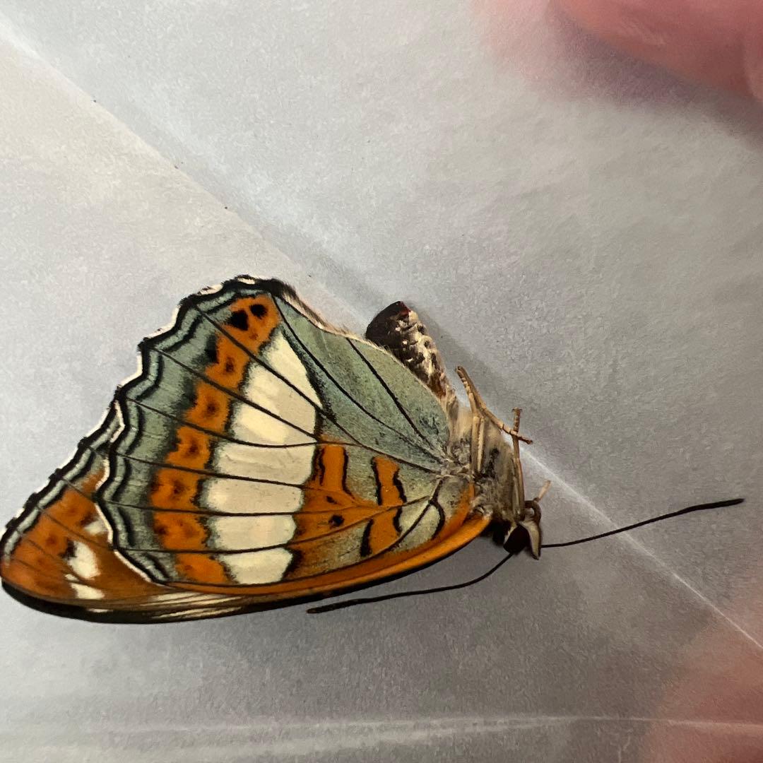 オオイチモンジ　モンゴル産10頭セット