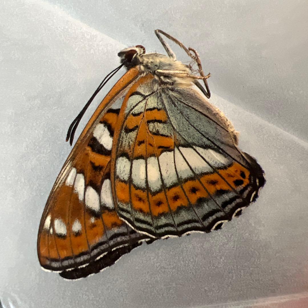 オオイチモンジ　モンゴル産10頭セット