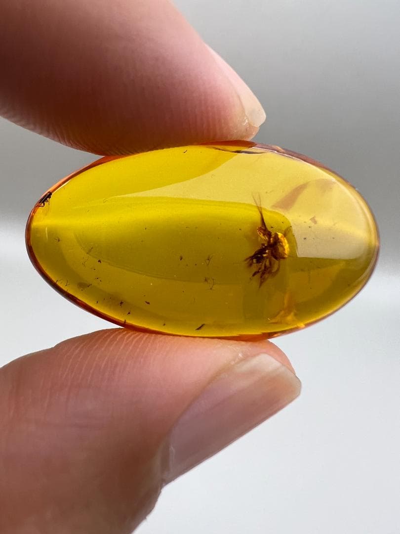 【海】超レア　蜘蛛と小蝿　虫入り 琥珀 化石 本物 バルト海産　30mm  美品