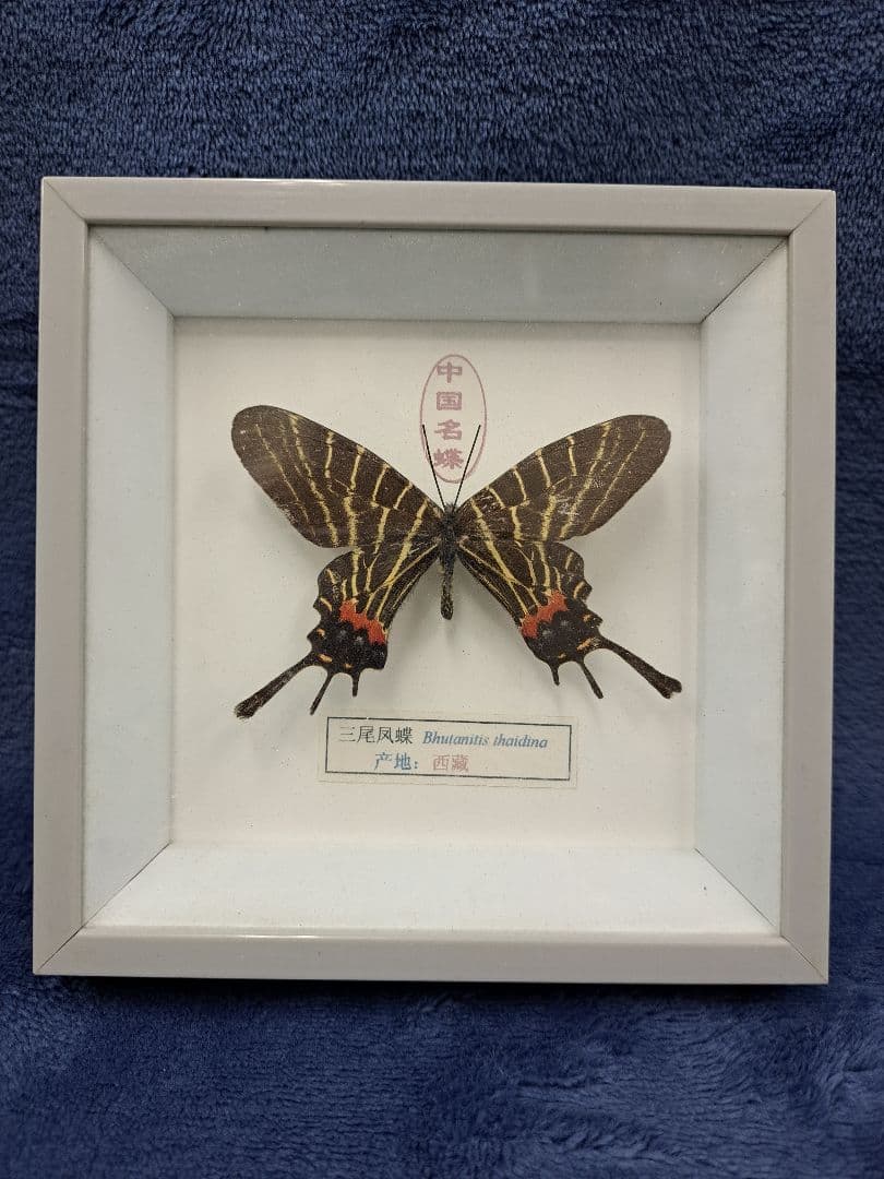 蝶々標本　bhutanitis thaidina(シボリアゲハ)　中国