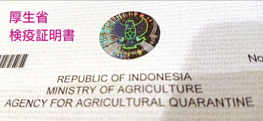 御礼【7個セット】特別販売　バニラペースト100gブルボン種　楓や