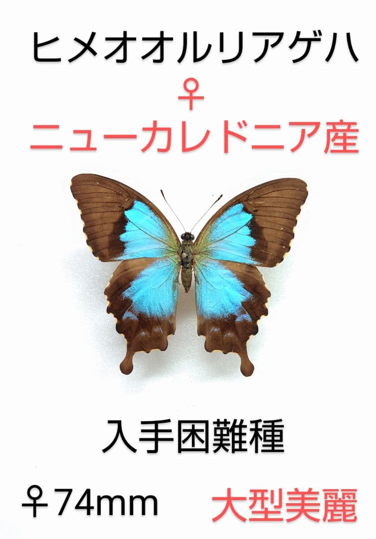 週末価格‼️ヒメオオルリアゲハ ♀標本 ★ニューカレドニア産★激レア♀入手困難