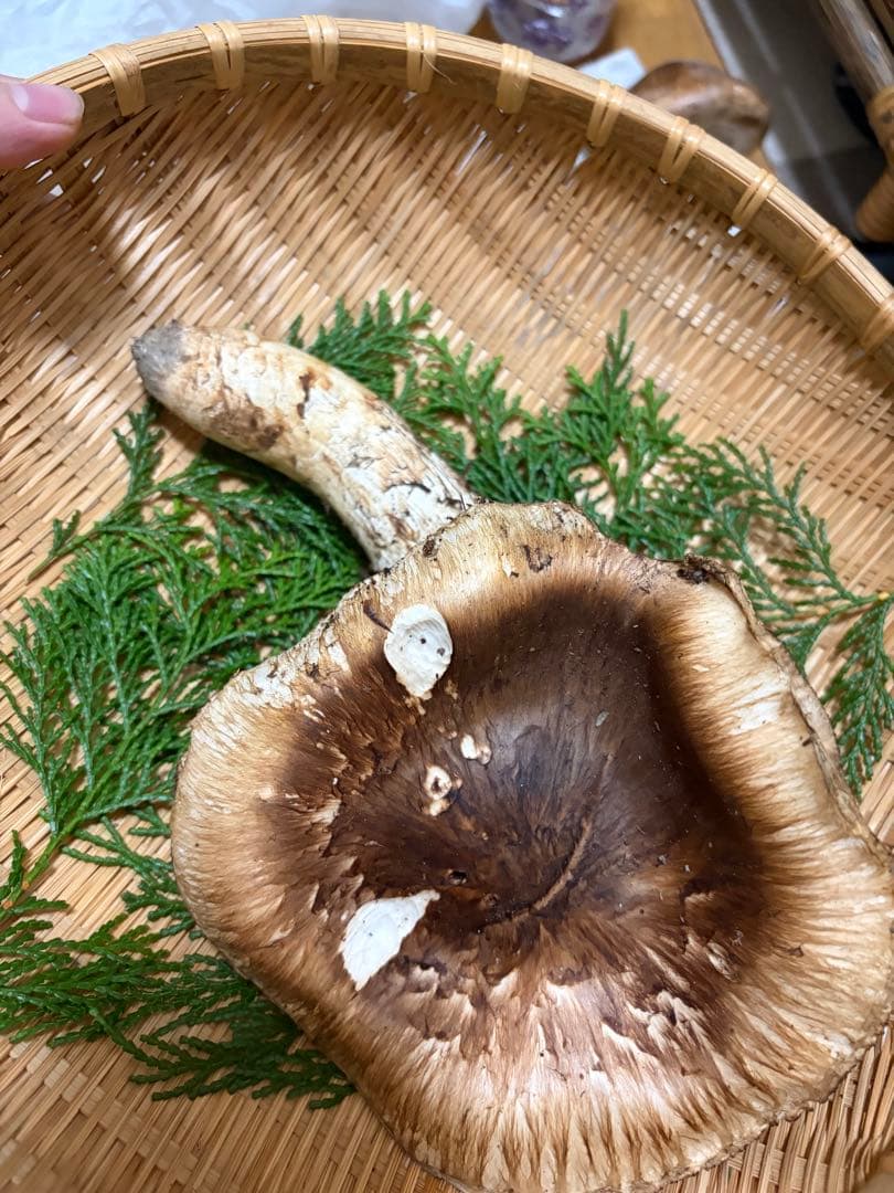 【特大】　国産松茸　　240g 徳島県産