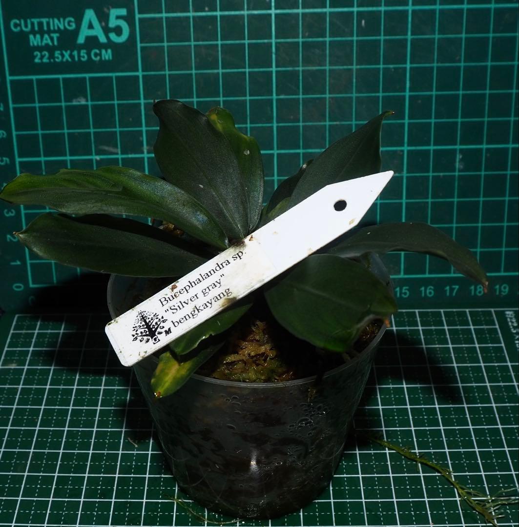 水草 Bucephalandra sp.\