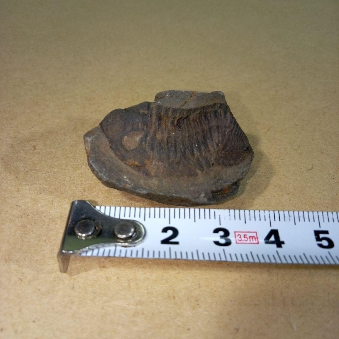 三葉虫　化石　三葉虫化石　究極のレトロ　fossil　ボリビア産　化石管理番号⑨