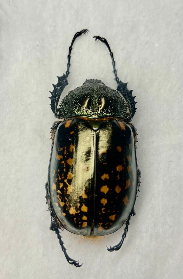 ★貴重★タイワンテナガコガネ♀標本　貴重な前胸グリーンタイプ