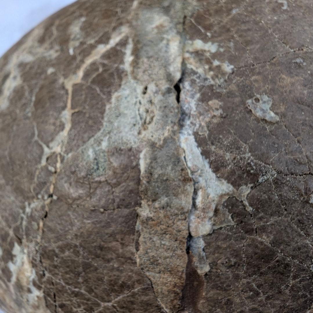 本物保証　恐竜ハドロサウルスの卵化石　絶品美肌の美品卵　極上カバー率　補修あり