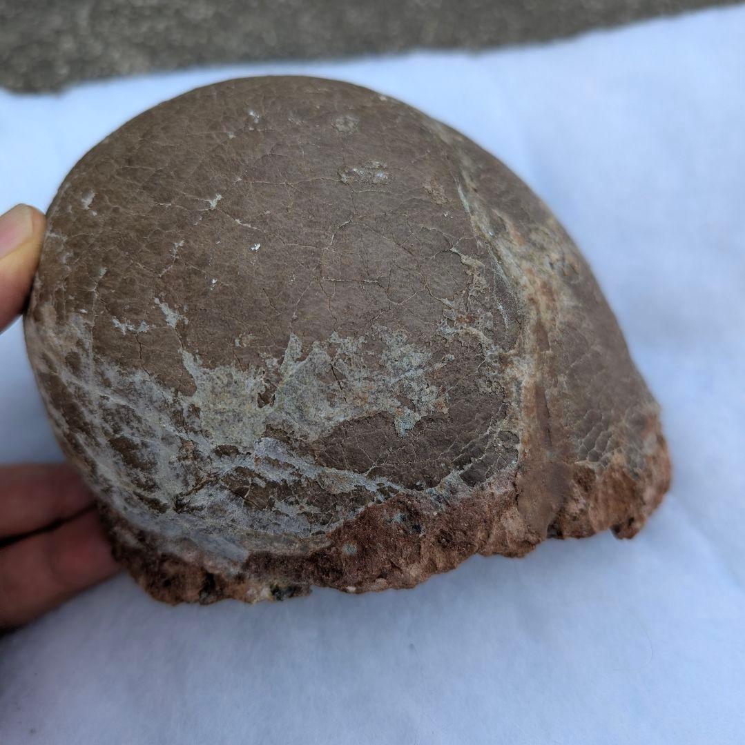 本物保証　恐竜ハドロサウルスの卵化石　絶品美肌の美品卵　極上カバー率　補修あり