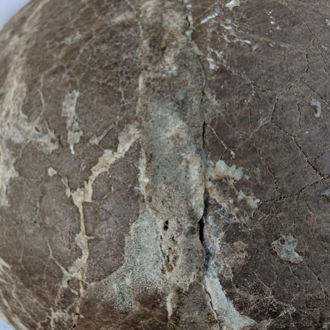 本物保証　恐竜ハドロサウルスの卵化石　絶品美肌の美品卵　極上カバー率　補修あり