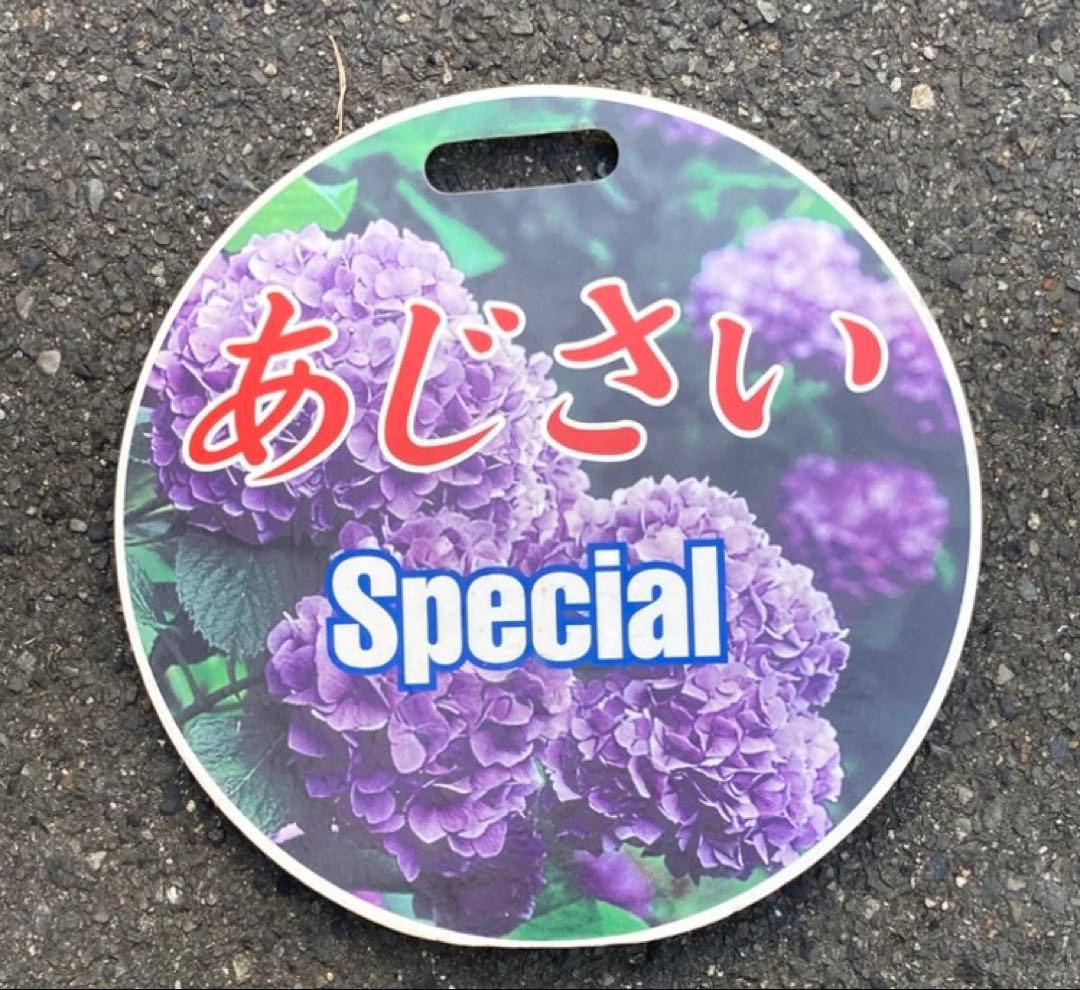 宇治快速　あじさい