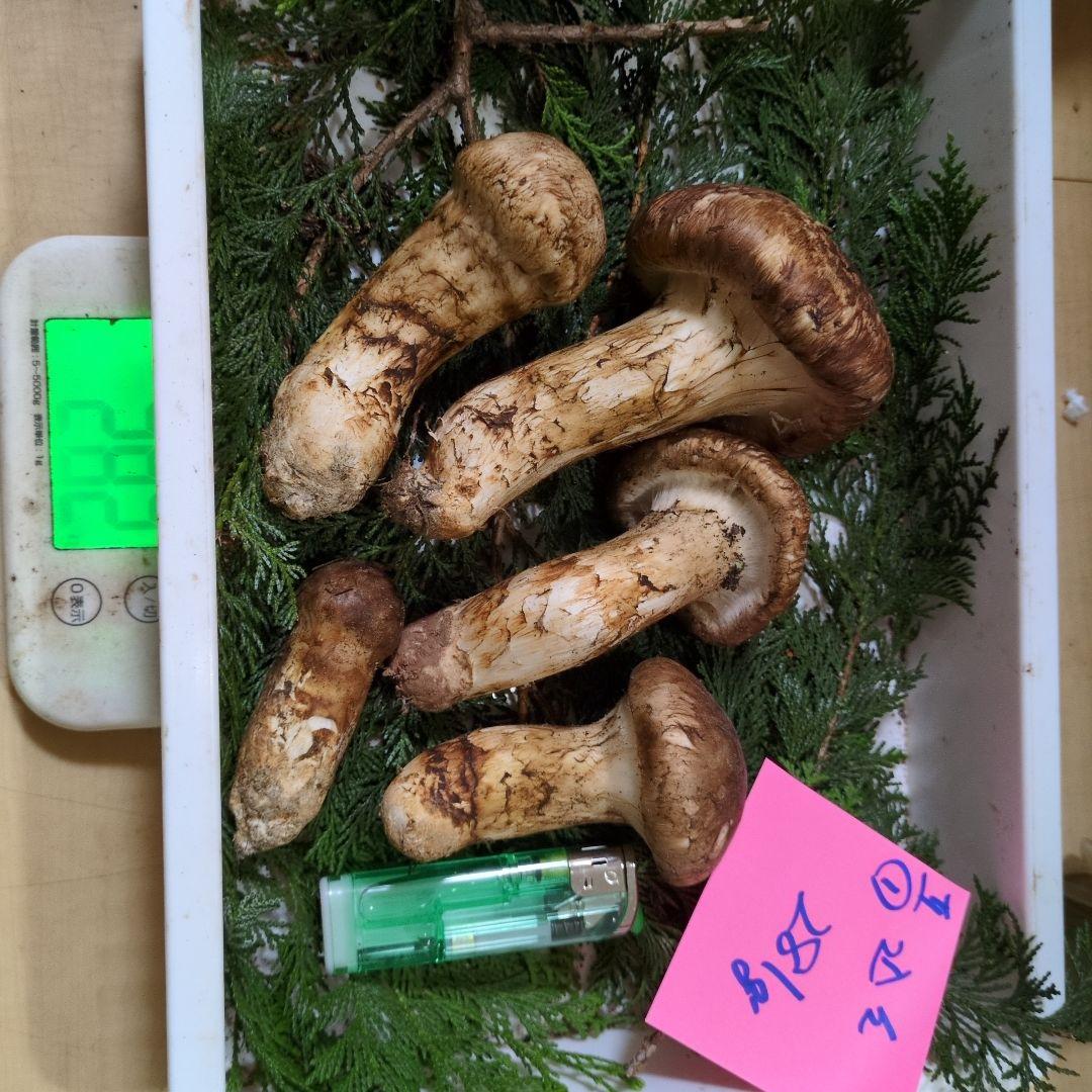 和歌山松茸　新鮮朝市　込み込み　281㌘
