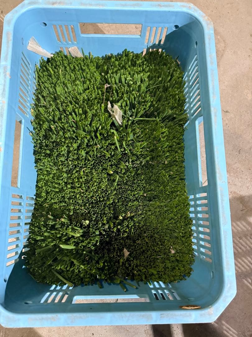 淡路島玉ねぎ七宝苗　カラーコンテナ一つ分　2500本程度　本日限り