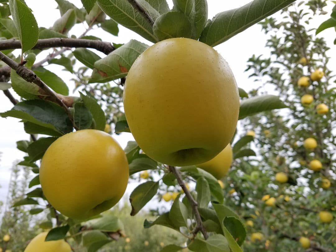 氷温冷蔵　　パリパリ食感シナノゴールド家庭用１０kg