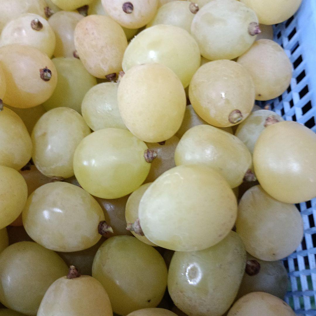 シヤインマスカット家庭用完熟多め入り5キロパック入り