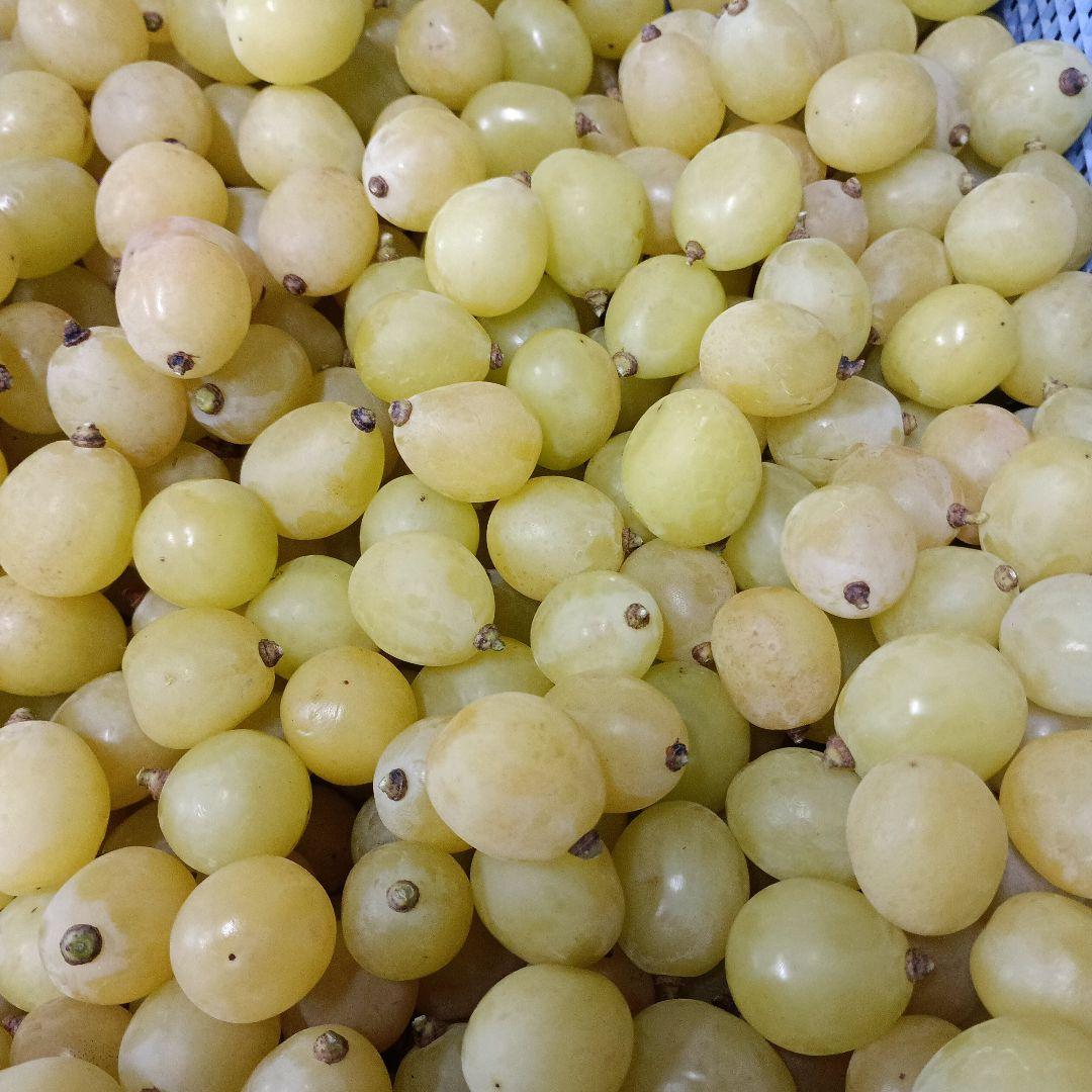 シヤインマスカット家庭用完熟多め入り5キロパック入り