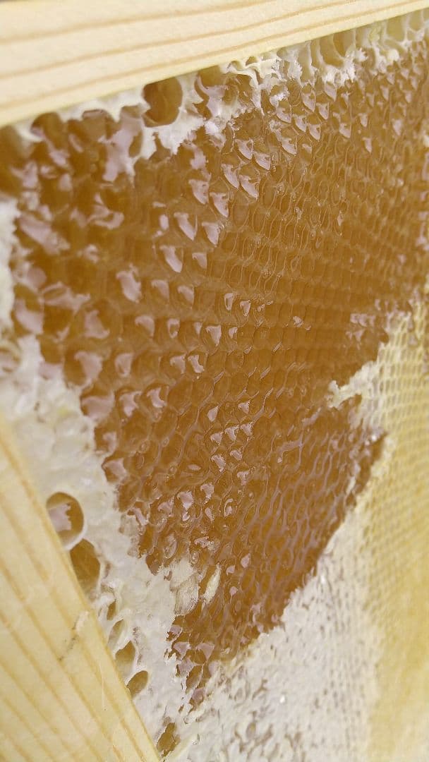 はちみつ 2kg 国産 天然 純粋 非加熱 蜂蜜 2000g 【養蜂家直送】