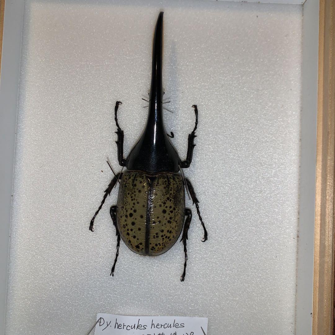 D.y ヘラクレスヘラクレス　1996年入荷野外品