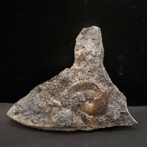 母岩付き アンモナイト 三畳紀 本物 ノルウェー産 168.48mm fan3