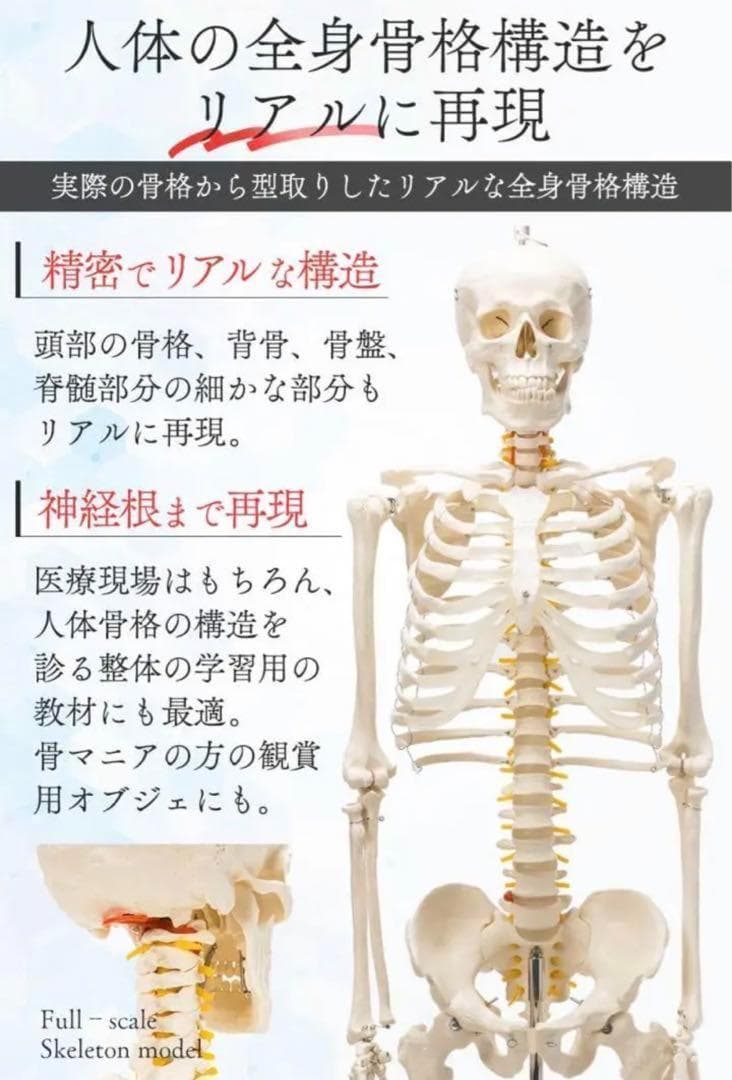 ⭐️新品⭐️等身大 人体模型 170cm神経根有り全身骨格模型 骨格標本