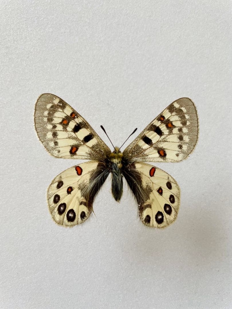 パルナシウス・ハードウィッキー（オス、ネパール産）