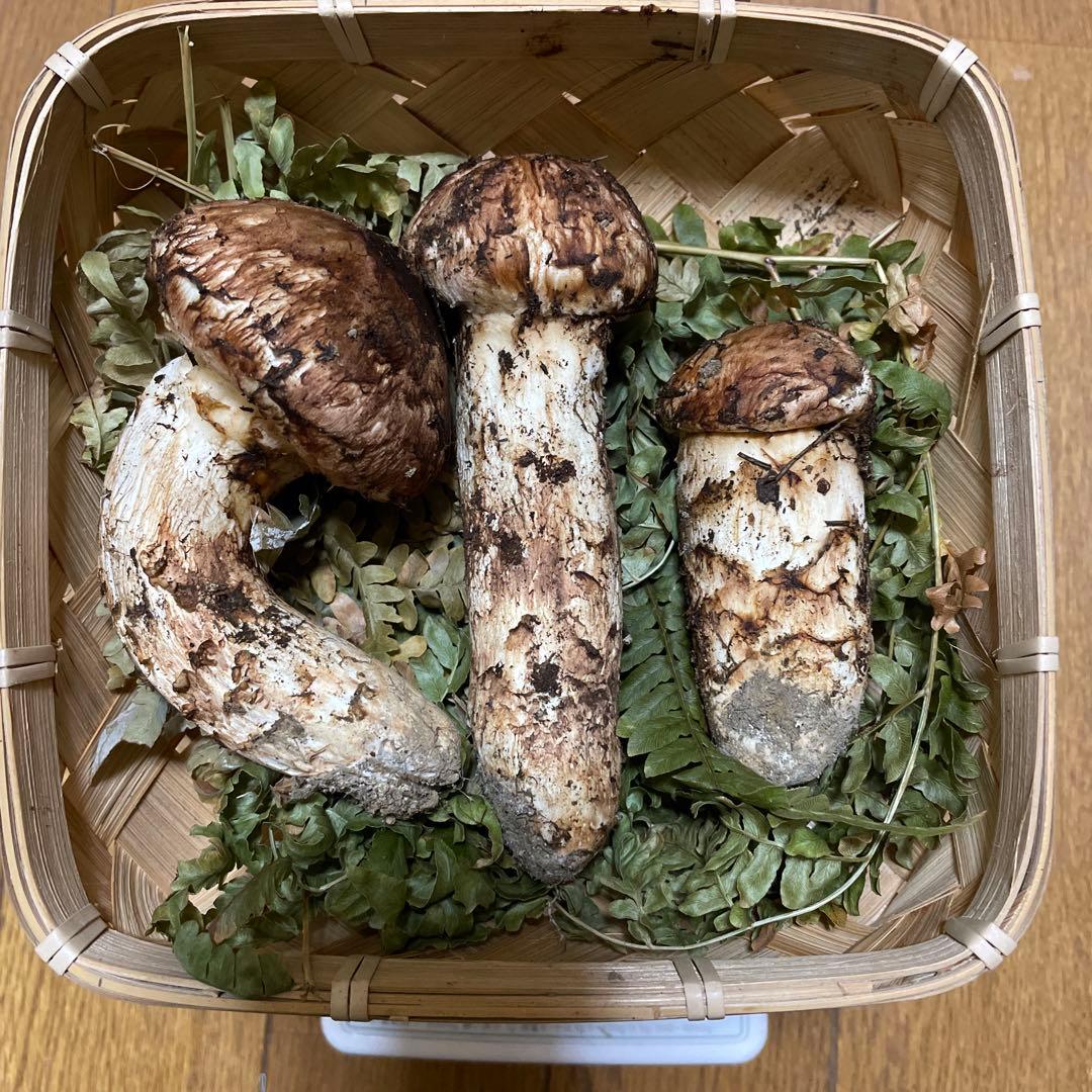 岩手県久慈市産松茸200g