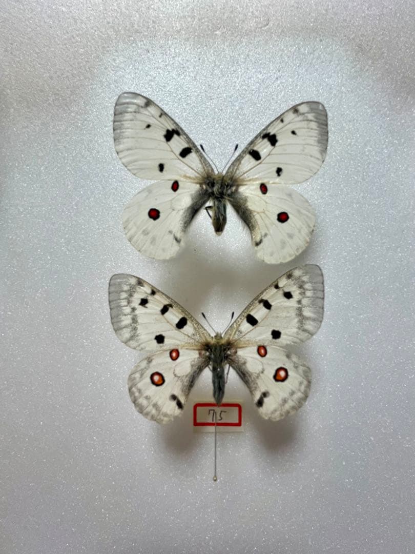 【1ペア】パルナシウス・アポロ（モンゴル産）