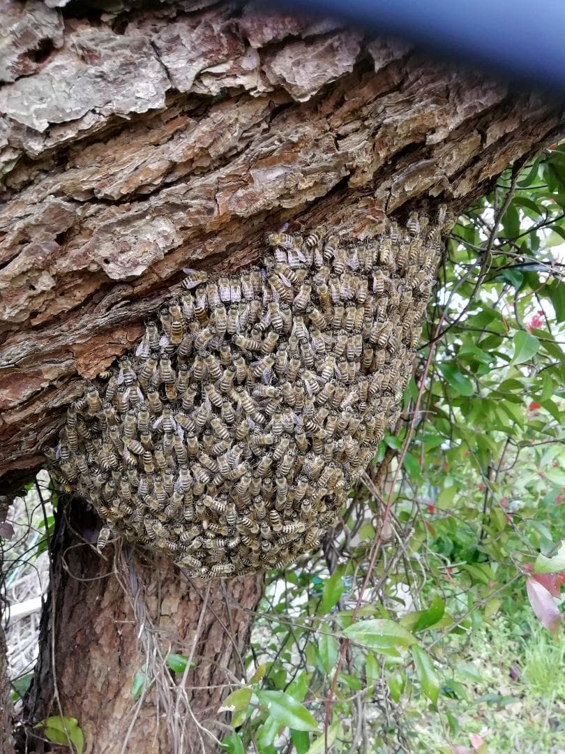 ♥️極み♦稀少限定コラボ品『100％純粋春蜜と幻の天然完熟秋蜜の食べ比べ』