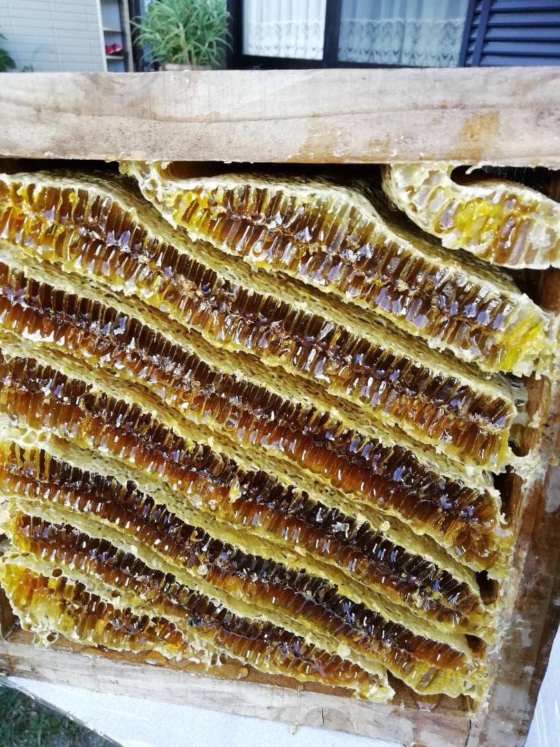 ♥️極み♦稀少限定コラボ品『100％純粋春蜜と幻の天然完熟秋蜜の食べ比べ』