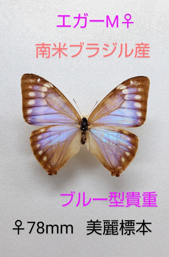 最終価格‼️エガー-モルフォチョウ♀ 標本ブルー型南米ブラジル産 美麗 78mm