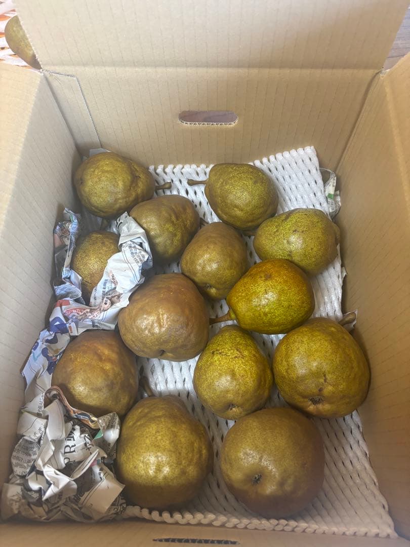 ファンファン　Heard 20kg