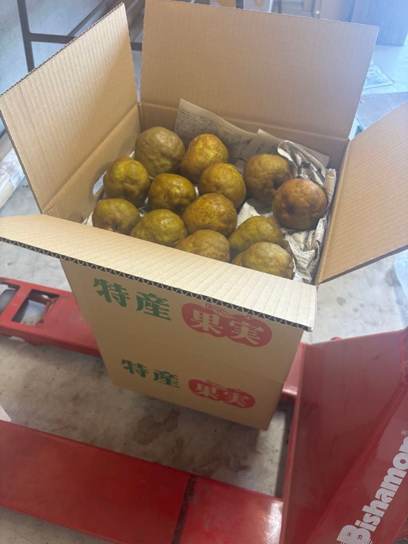 ファンファン　Heard 20kg