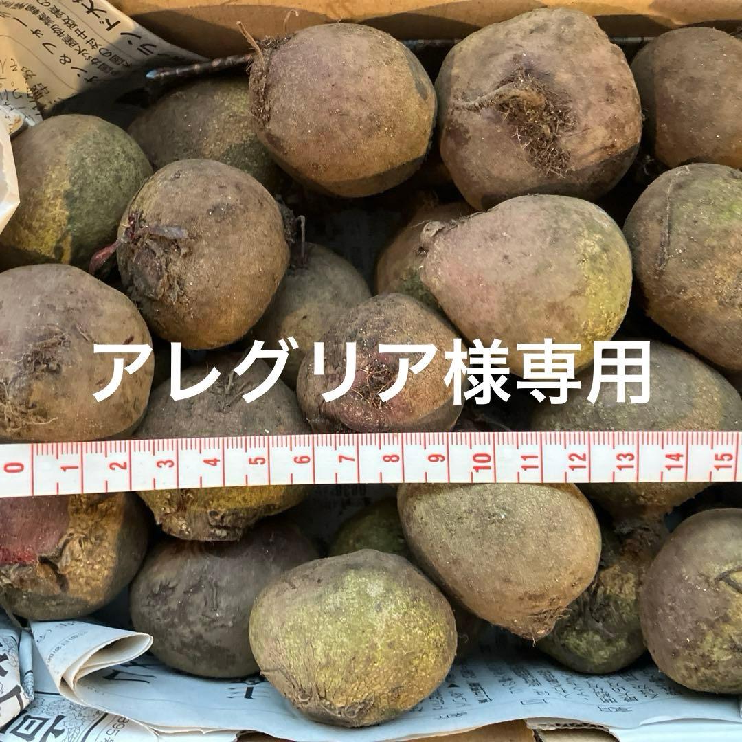 ビーツ　農薬不使用　北海道産　※土日発送休み