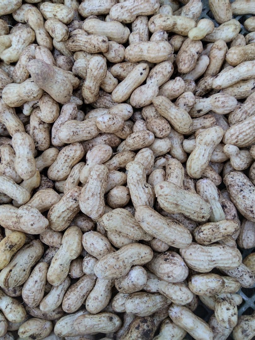 とも　落花生 オオマサリ10kg