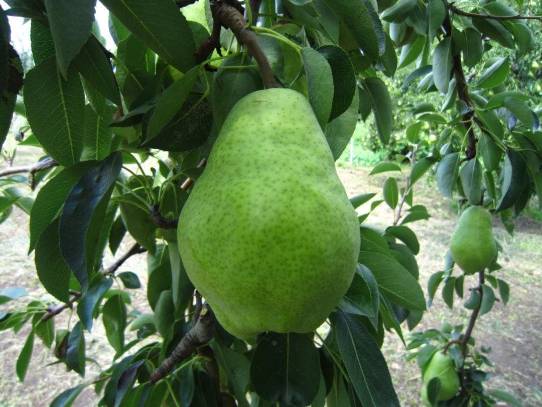 青森県 南部地方産 硬い洋梨(バートレット)大きい順に総重量 約24㎏農園直送⑧