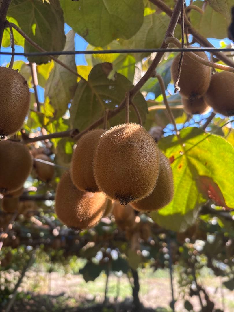 山梨県産キウイフルーツ　20キログラム入り　中玉