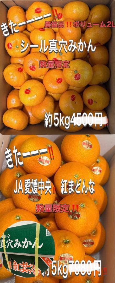 激安きたーー‼️最強コラボ‼️紅まどんな約5k真穴みかん約5kセット8888円
