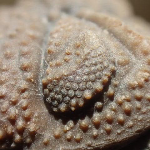 三葉虫の化石 美麗 モロッコ産 モロコプス・スピニファー 本物保証