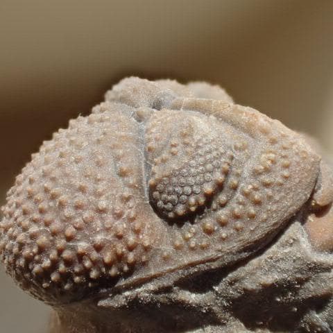 三葉虫の化石 美麗 モロッコ産 モロコプス・スピニファー 本物保証